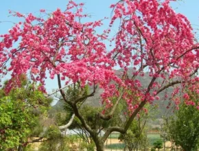 요즘 뜨는 능수홍도화 베스트셀러