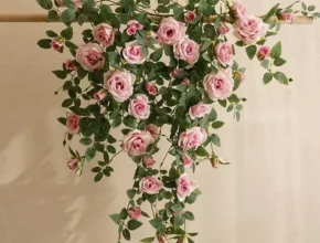 내돈내산 덩굴식물 품질 가격 최고 제품