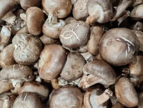 요즘 핫한 못난이 표고버섯 3kg 가격 비교