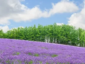 핫딜 북해도 4일 패키지 가성비 좋은 제품