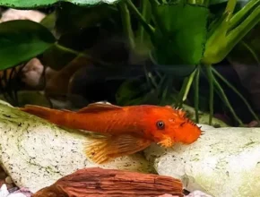 특가 서진열대어 추천