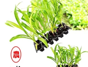 내돈내산 옥수수모종 최고 인기 제품