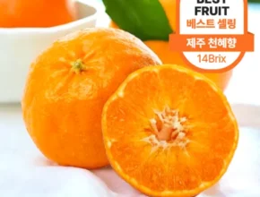 요즘 뜨는 제주고당도천혜향 가격 비교