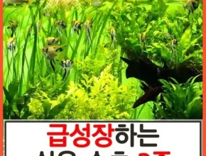 내돈내산 초보수초 품질 가격 최고 제품