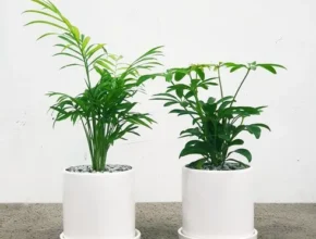 핫딜 플랜트스토리 공기정화 반려식물 4종 베스트 추천 제품