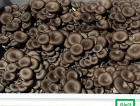 요즘 핫한 느타리버섯 베스트 추천 제품